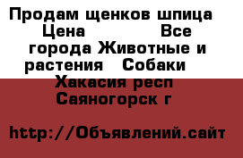 Продам щенков шпица › Цена ­ 20 000 - Все города Животные и растения » Собаки   . Хакасия респ.,Саяногорск г.